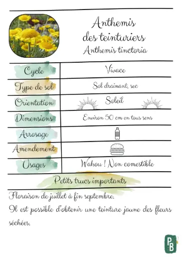 Anthémis des teinturiers