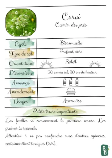 Carvi