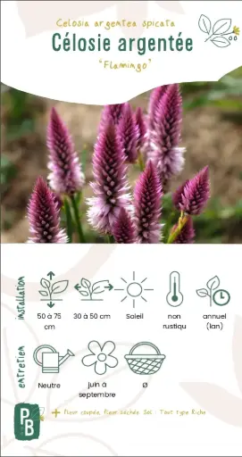 Célosie Argentée 'Flamingo'