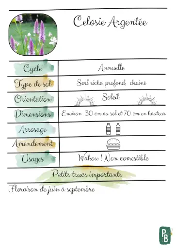 Célosie Argentée