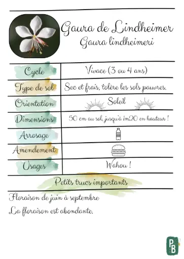 Gaura de Lindheimer