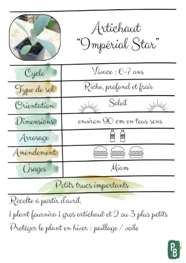 Artichaut, variété Impérial Star