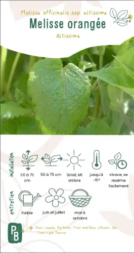 Mélisse orangée