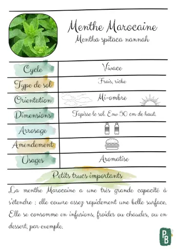 Menthe Marocaine
