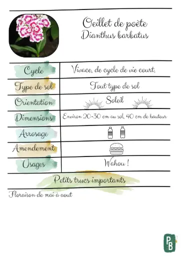 Œillet de poète