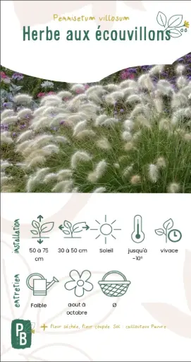 Herbes aux écouvillons