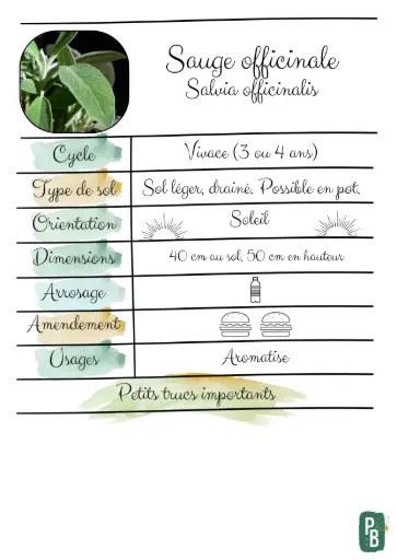 Sauge officinale