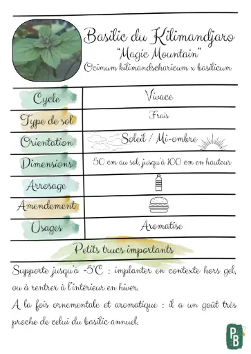 Basilic perpétuel du Kilimandjaro