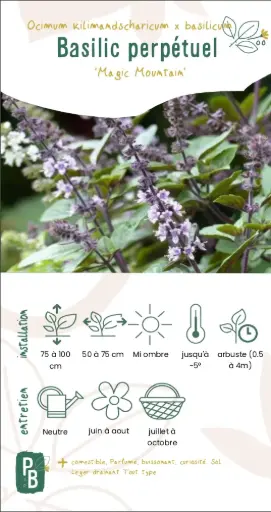 Basilic perpétuel du Kilimandjaro