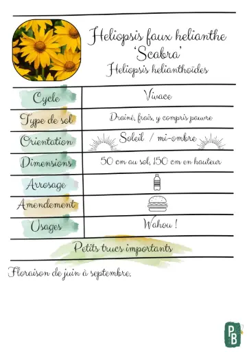 Heliopsis Faux Helianthe 'Scabra'