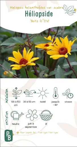 Heliopsis Faux Helianthe 'Scabra'