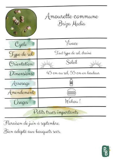 Amourette commune