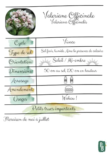 Valériane Officinale