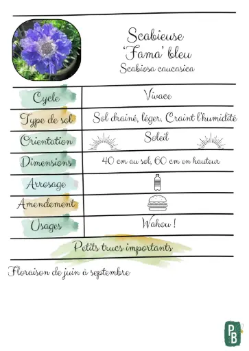 Scabieuse