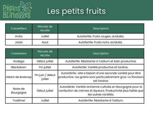 Plants fruitiers en racines nues