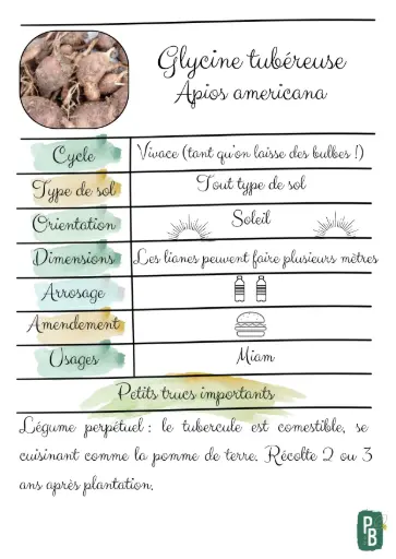 Glycine tubéreuse