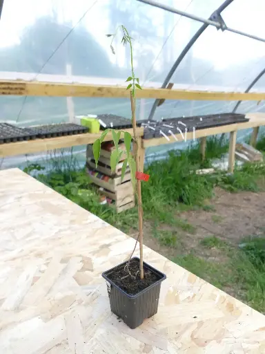 Glycine tubéreuse