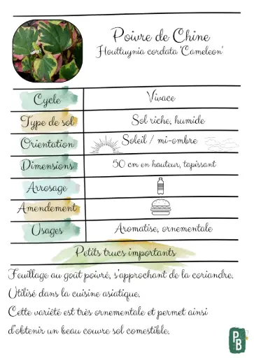 Poivre de Chine