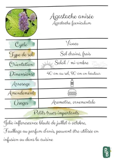 Agastache anisée