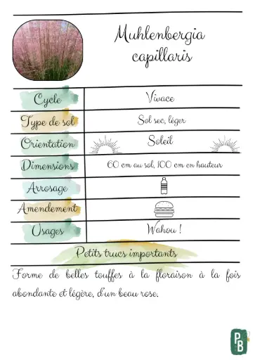 Mulhenbergia capillaris