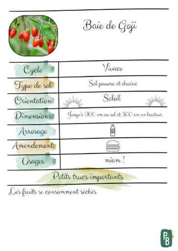 Baie de Goji
