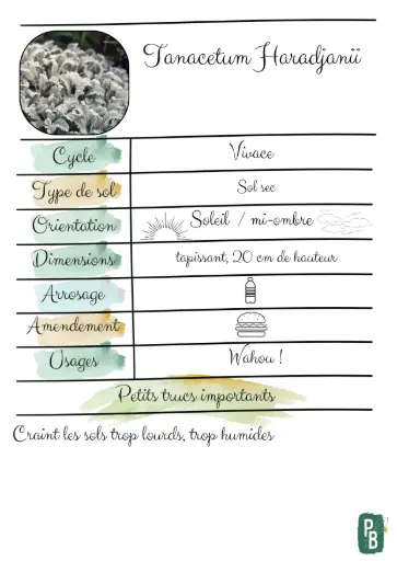 Tanacetum Haradjanii