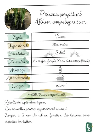 Poireaux perpétuels