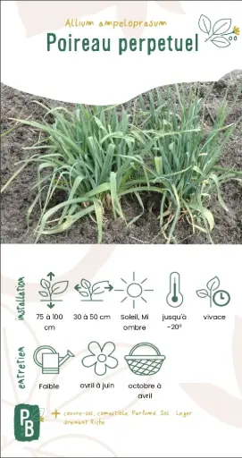 Poireaux perpétuels